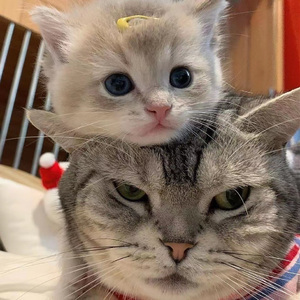 亚洲情综合五月天
